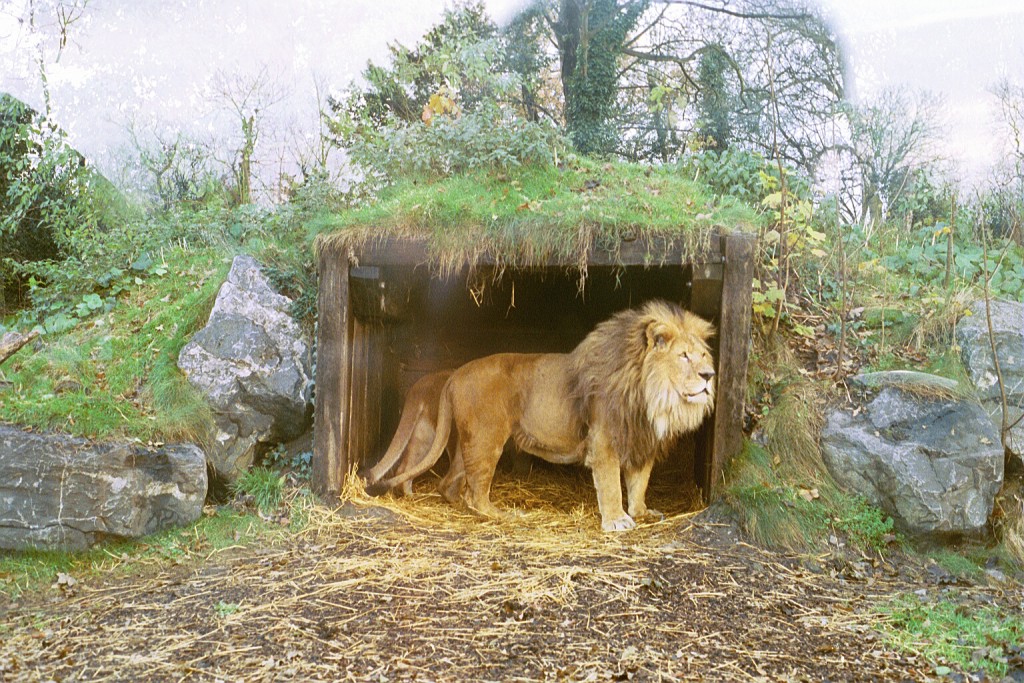A solitary lion at Dublin Zoo